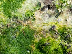 Algal mat in Marine Park (90933)