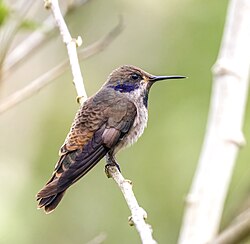 Brown violetear (Colibri delphinae)