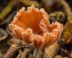 Gewone fopzwam (Laccaria laccata). Locatie, Paddenstoelenreservaat. 14-10-2025. (d.j.b)