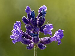 Lavendelblüte-20220619-RM-160923