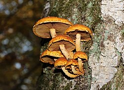 Pholiota aurivella 2018 G2