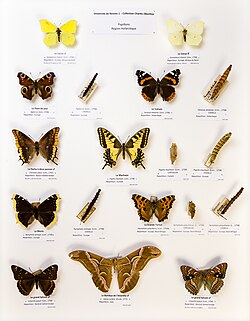 University of Rennes 1 - Charles Oberthür's Lepidoptera collections - holarctic ecozone (EdouardHue & VIGNERON)