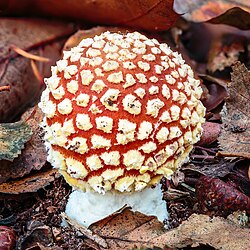 Vliegenzwam (Amanita muscaria). 08-11-2025. (d.j.b.)