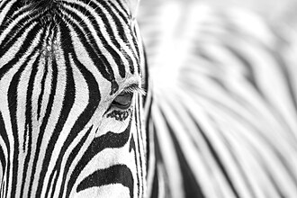 011 Plains zebra eye close-up in Etosha National Park Photo by Giles Laurent