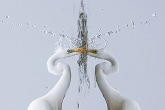 012 Great egret fishing during a foggy day at Champ-Pittet Photo by Giles Laurent