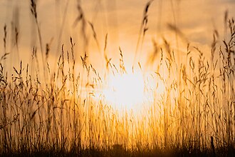 20220706 Naturschutzgebiet Südliche Fröttmaninger Heide 02
