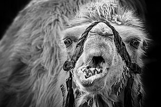 CH.LU.Rothenburg 2009-04-12 Toni's-Zoo 348c 3x2-R 4K