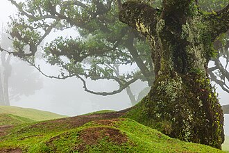 Fanal (Madeira, Portugal), Lorbeerwald -- 2025 -- 1546