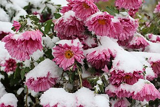 Flowers in snow 2022 G4