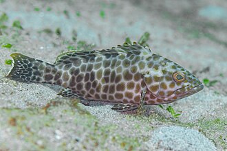 Mero leopardo (Epinephelus quoyanus), Anilao, Filipinas, 2023-08-23, DD 187