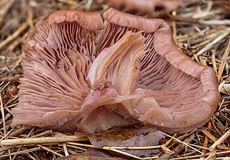 Paarse schijnridderzwam (Lepista nuda). 14-12-2023. (d.j.b)