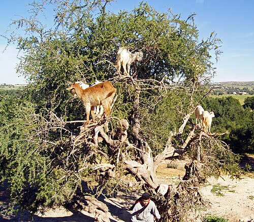 Goats with herder in an Argan tree in south-western Morocco