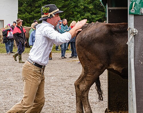 Herders at the cattle-separate in the Kleinwalsertal