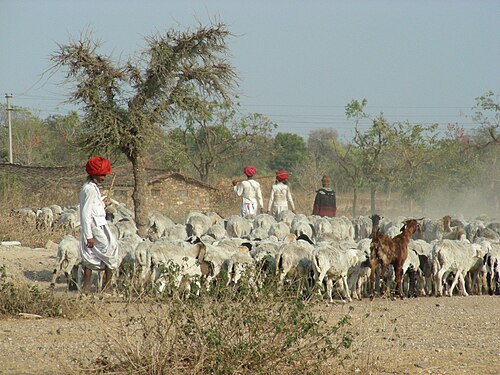 Rabari herder with sheep, Rajasthan, India