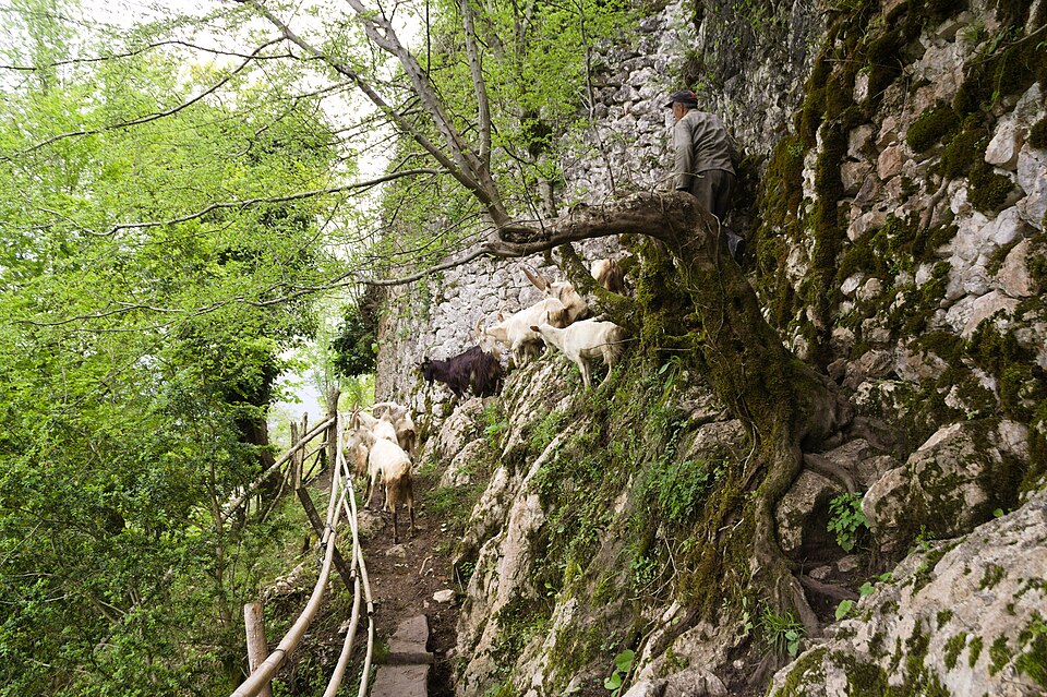 A shepherd tending goats on the grounds of the Abahuatsa fortress in Abkhazia
