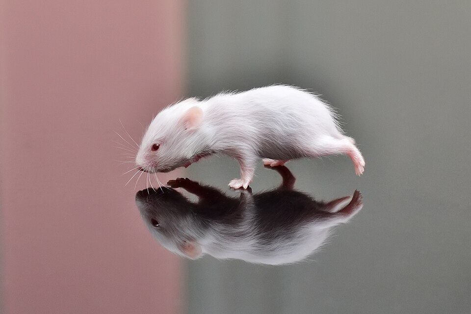 File:Baby Hamster - 2 Weeks Old.jpg