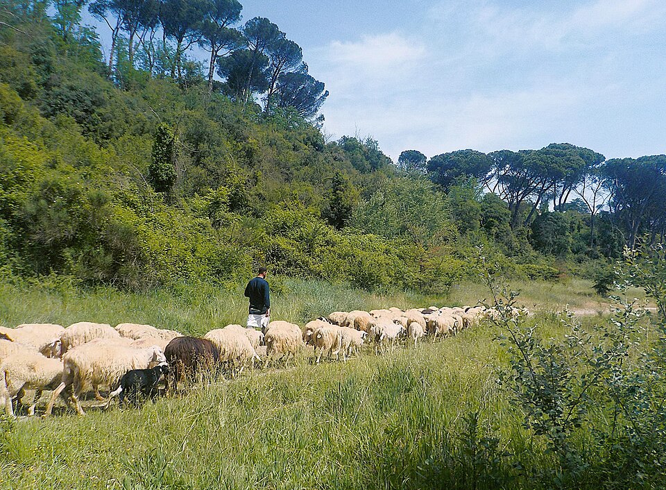 Pastore con il gregge alla Riserva naturale dell'Insugherata a Roma