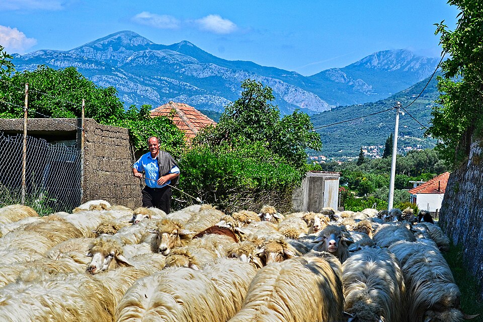 Encounter with a herder and his flock while riding through Montenegro.