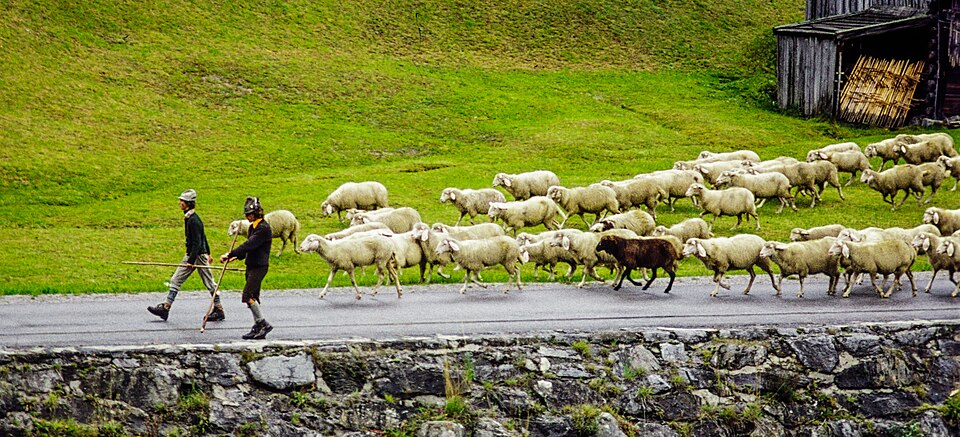 Shepherds with herd during the Almabtrieb in the Pitztal