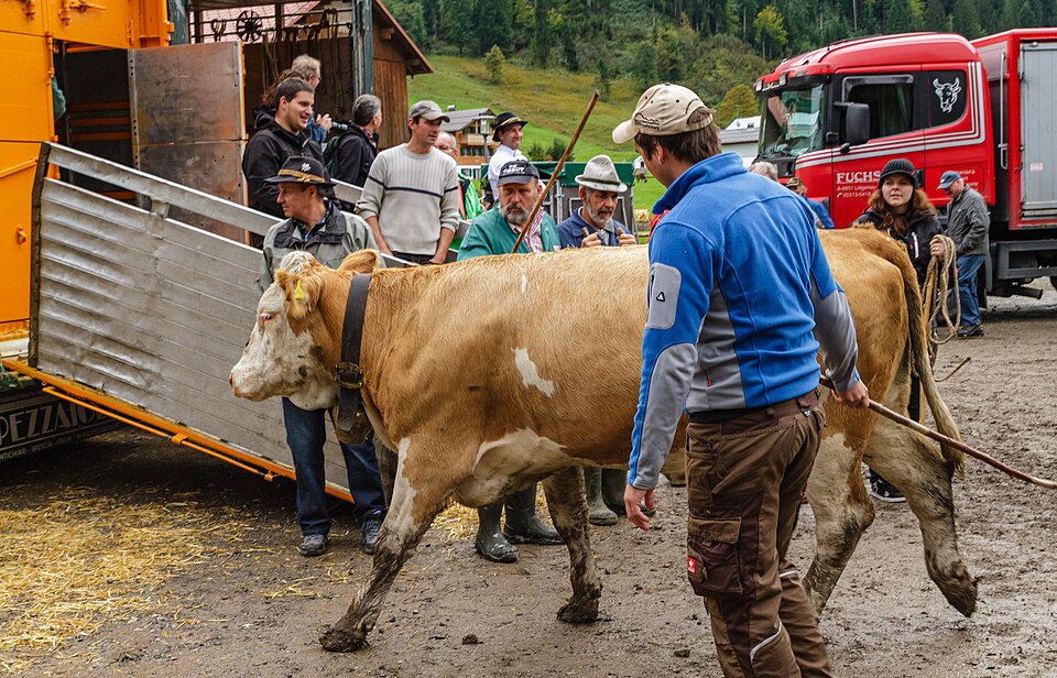 Herders at the cattle-separate in the Kleinwalsertal