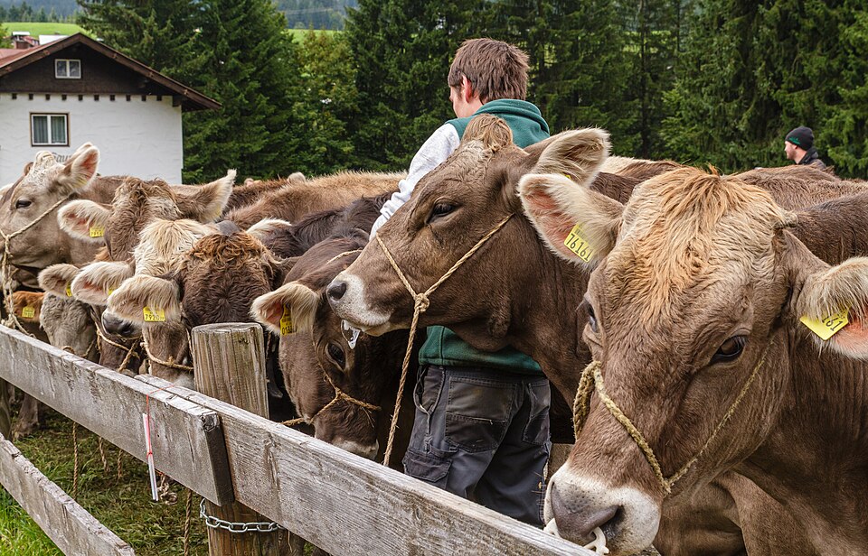 Herders at the cattle-separate in the Kleinwalsertal