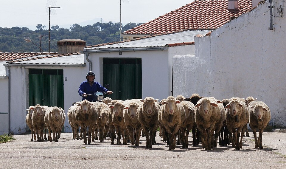Modern herder on motor bike driving sheep through a Village in Extremadura, Spain 2011
