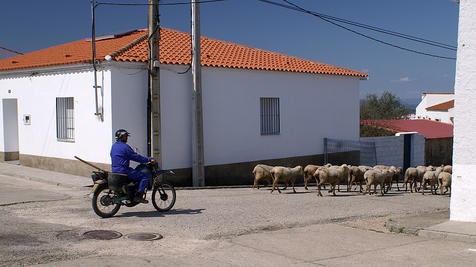Shepherd on motor bike with sheep herd, Cedillo, Spain