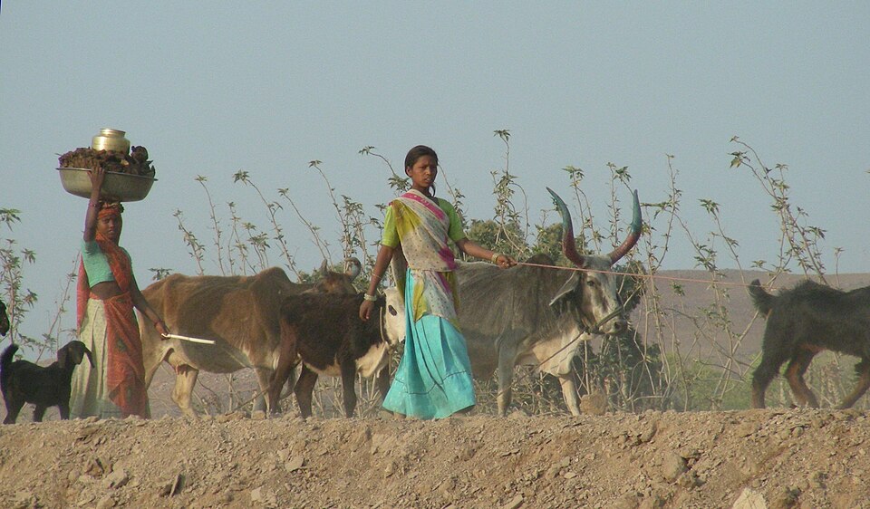 Women drive their cattle and sheep to the watering hole, Rajasthan, India