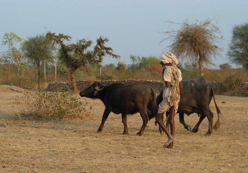 Herder with water buffalos, Rajasthan, India