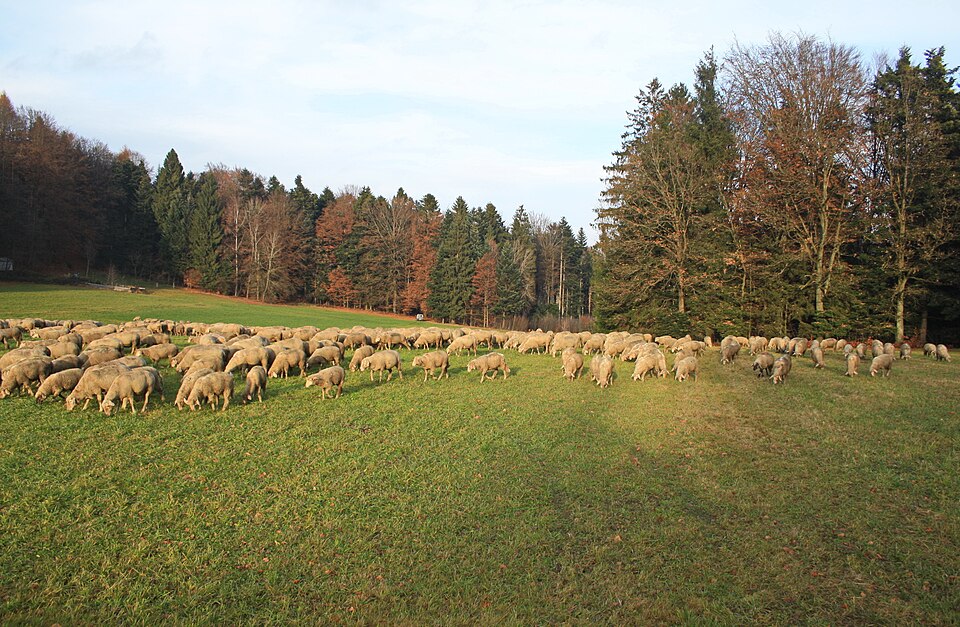 Schafherde auf der Wiese in Bayern, Deutschland.