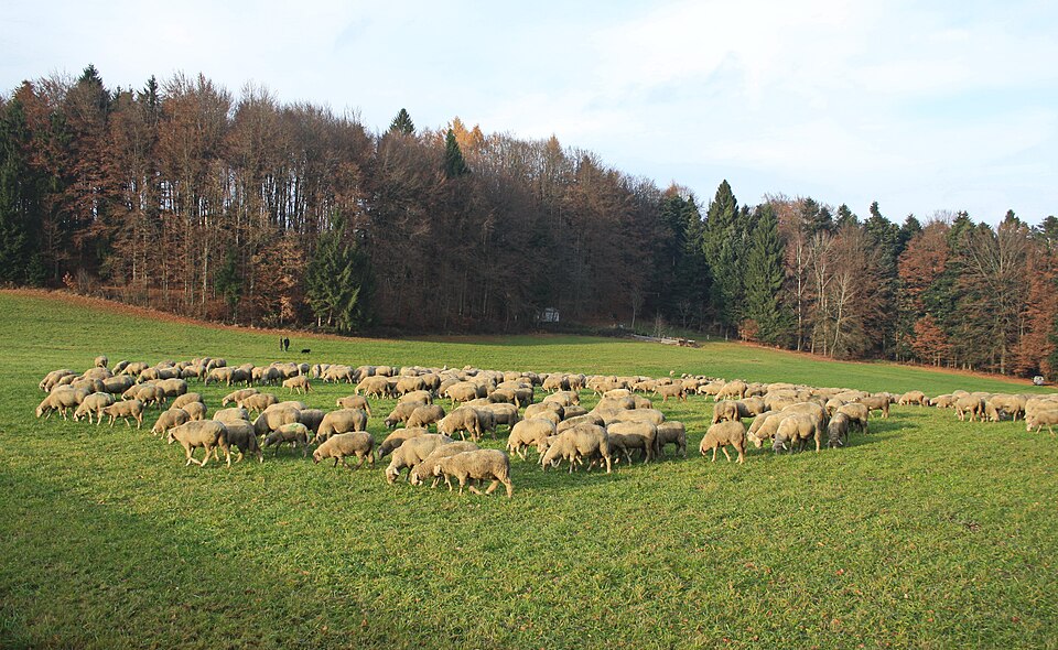 Schafherde auf der Wiese in Bayern, Deutschland.
