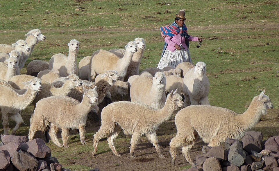 Vicugna pacos in Sillustani (Peru)