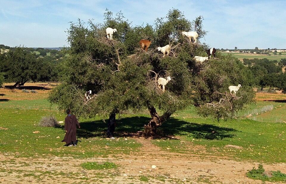 A Herder with goats in an Argan tree in Morocco