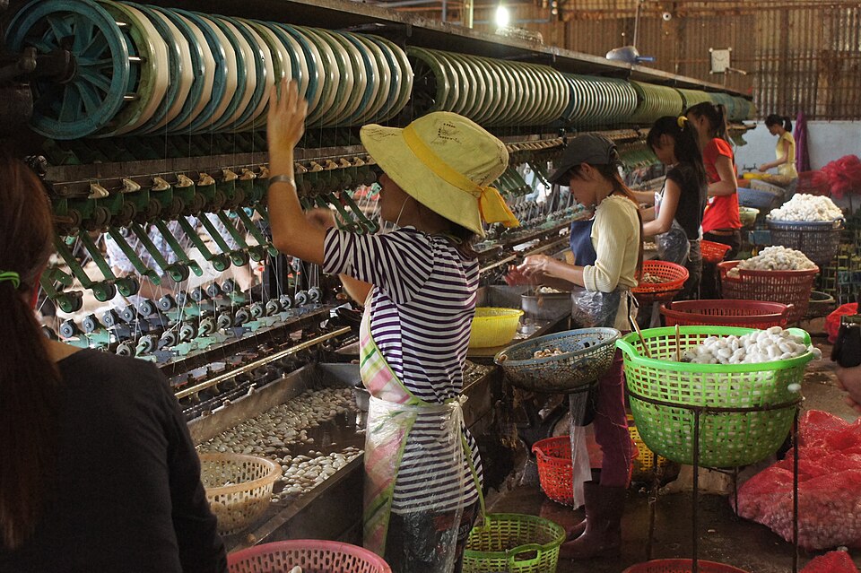 Silk factory, throwing: female workers gain filaments from silk moth pupas and combine them to treads wound on weels with machine help, Dalat, Vietnam