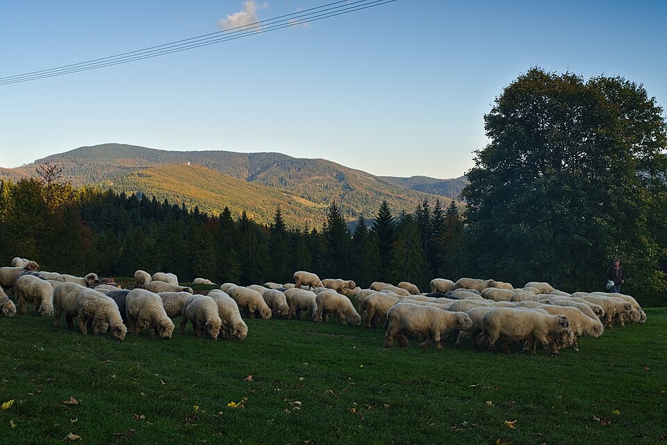 Sheep and shepherd in Zawoja
