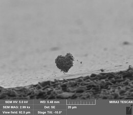 10 𝝻m heart-shaped sample under scanning election microscopy (Yating Zhang)